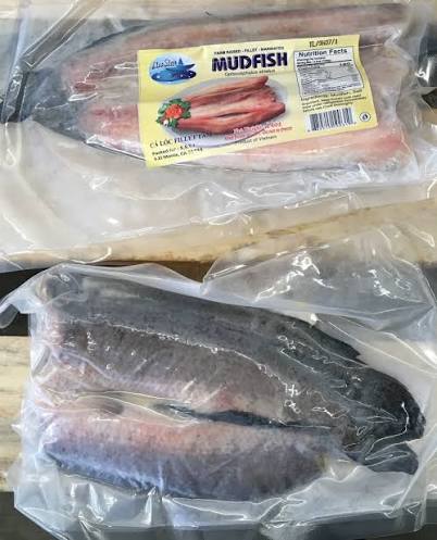 mudfish